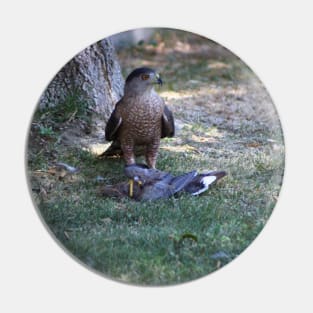 Bad Day To Be A Mourning Dove - Closeup of Falcon Pin