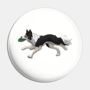 Running Tricolor Border Collie with Frisbee Pin