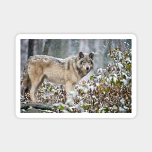 Gray Wolf Magnet