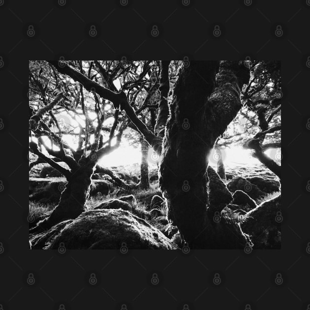 Black and White Shot of Ancient Whistman's Wood at Sunrise (Dartmoor NP, England) by visualspectrum