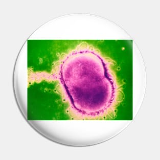 Neisseria meningitidis bacterium (B220/0582) Pin