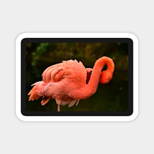 Flamingo Magnet