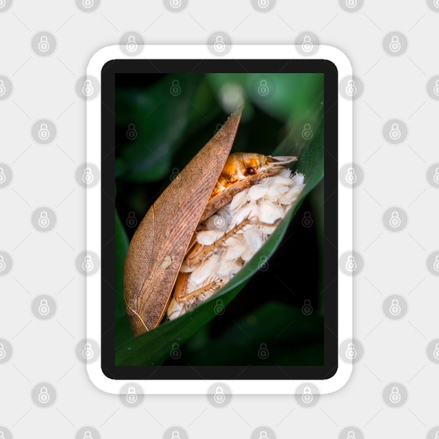 A beautiful forest cockroach (Ectobius sylvestris) with its brood Magnet by AvonPerception