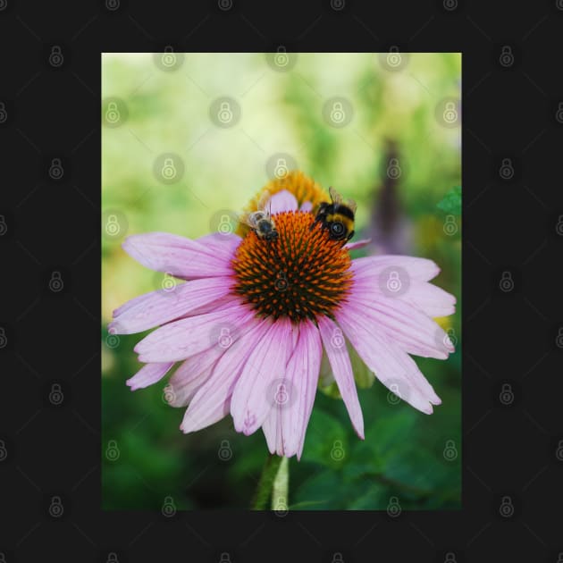 Echinacea Purpurea with Bees by jojobob