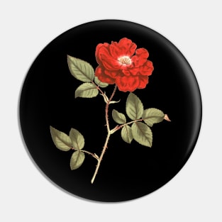 Red Rose Flower Botanical Illustration Pin