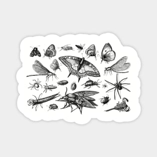 Insects Magnet