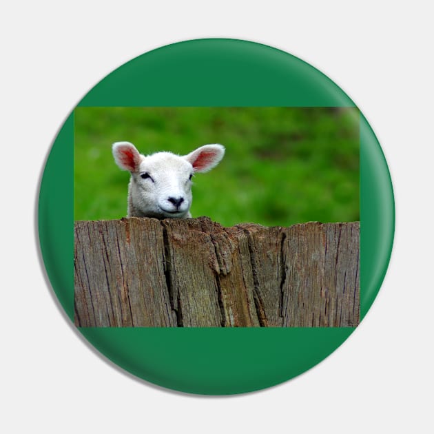 cute Lamb hiding Pin by Simon-dell