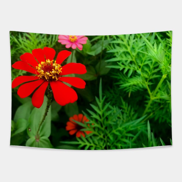 Red zinnia flower in the bush Tapestry by FOGSJ