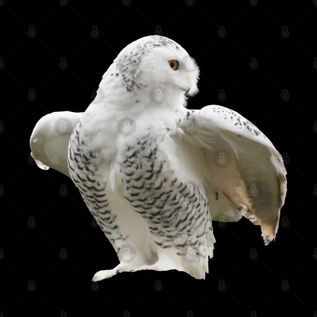 Snow owl by Wolf Art / Swiss Artwork Photography