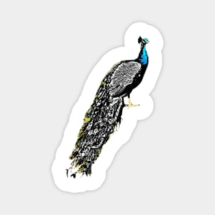 Peacock Digital Art | Melanie Jensen Illustrations Magnet