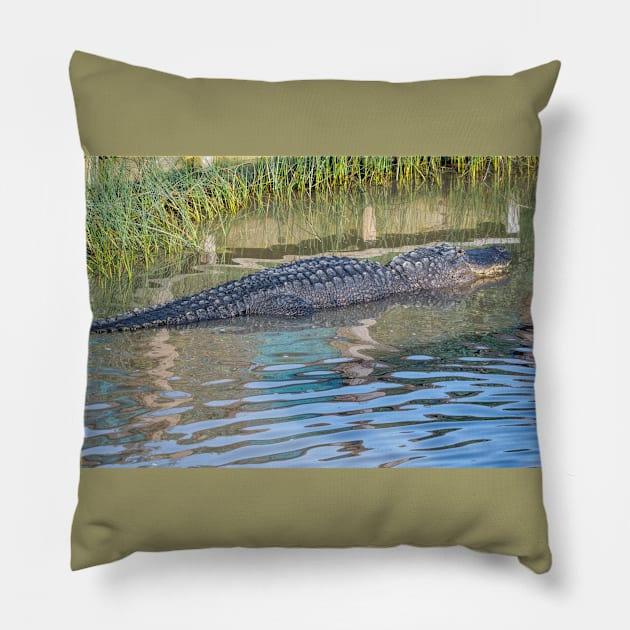 Big Padre Alligator Pillow by Debra Martz