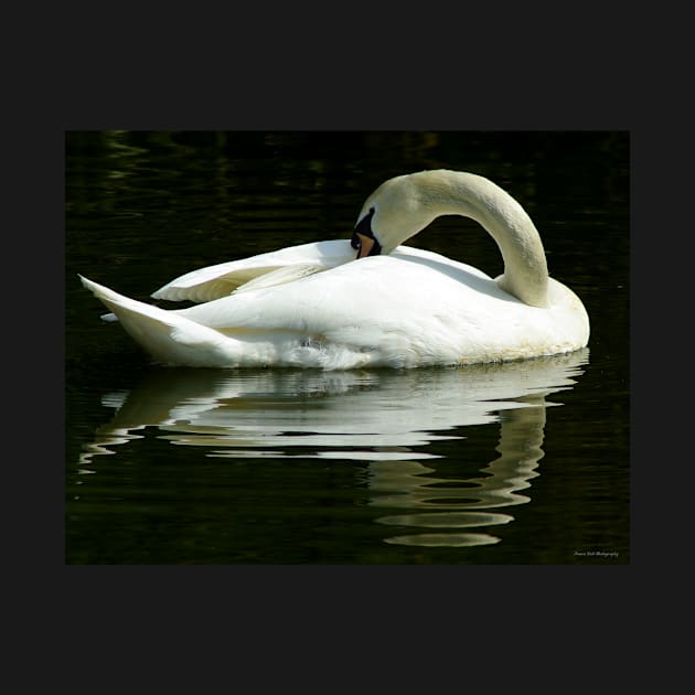 SWAN on water by Simon-dell