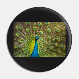 Peacock Pin