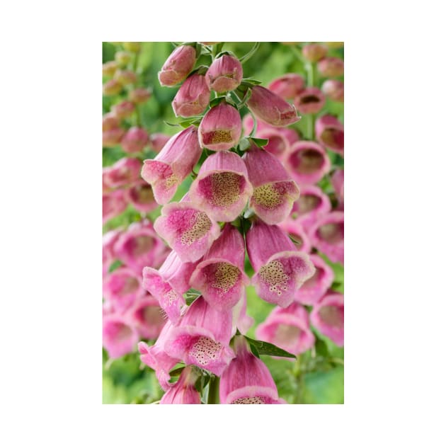 Digitalis × mertonensis  AGM  Strawberry foxglove by chrisburrows