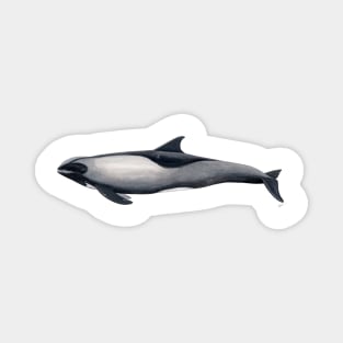 Melon-headed whale Magnet