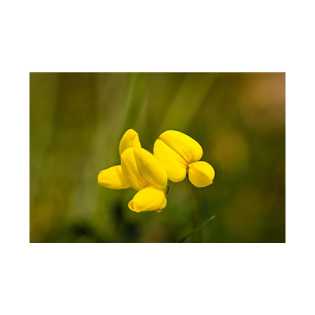 Lotus corniculatus, bird's-foot trefoil by GrahamPrentice