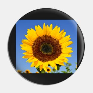 A Flower of Sun Pin