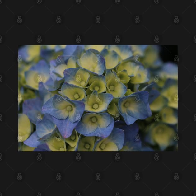 Hydrangea in Blue by OVP Art&Design