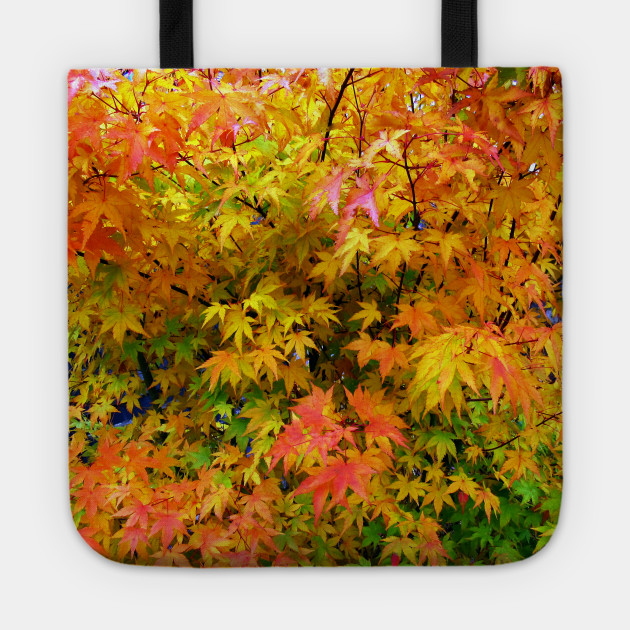 Orange and yellow leaves