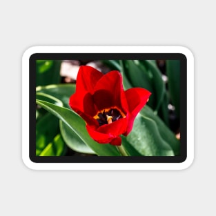 Red Tulip in Garden Magnet