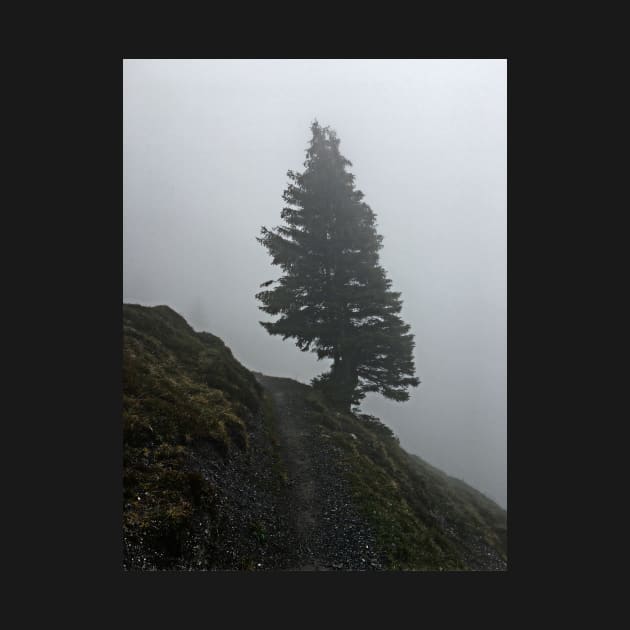 Solitary tree on a misty mountain top by Dturner29