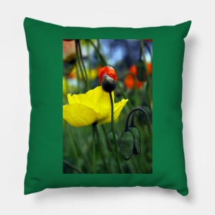 Budding Spendid Poppies Pillow