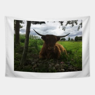 Scottish Highland Cattle Cow 2013 Tapestry