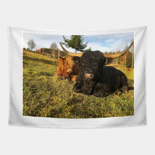 Scottish Highland Cattle Cow and Bull 2146 Tapestry by SaarelaHighland