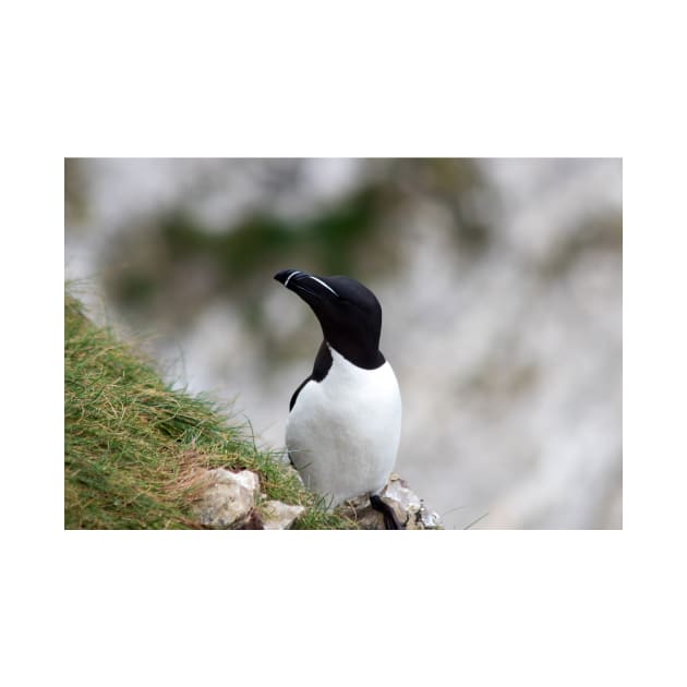 Razorbill on cliff top by HazelWright