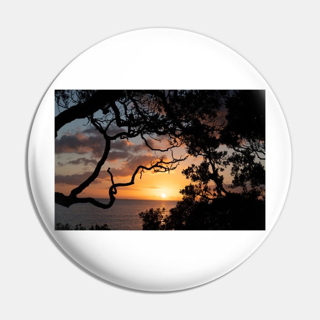 Sunrise over coast framed by silhouette foliage of pohutukawa tree on edge of slope. Pin by brians101