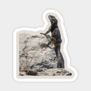 Lizard Sunbathing On A Rock Vector Magnet