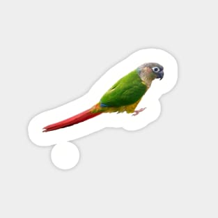 Conure Magnet