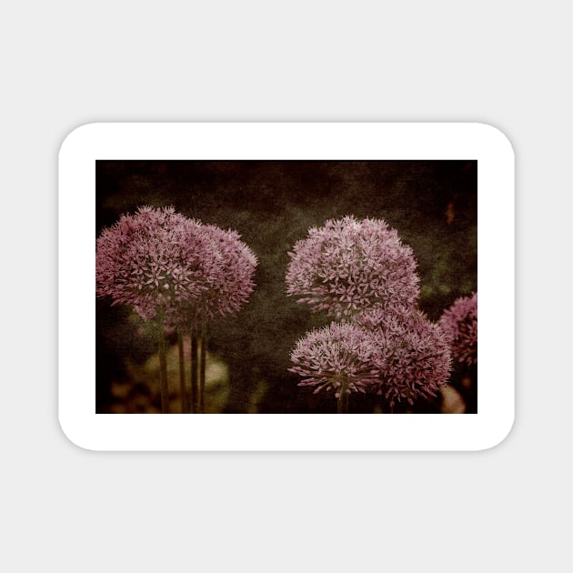 Allium Hollandicum Magnet by JimDeFazioPhotography