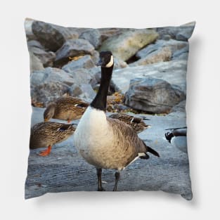 Canada Goose Standing Next To A Flock of Mallard Ducks Pillow