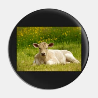 Calf in a  field of butter cups Pin