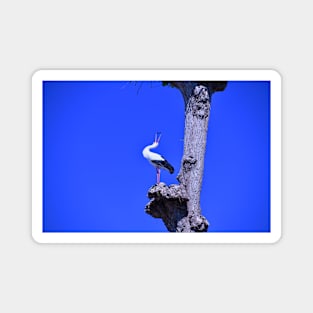 Stork / Swiss Artwork Photography Magnet