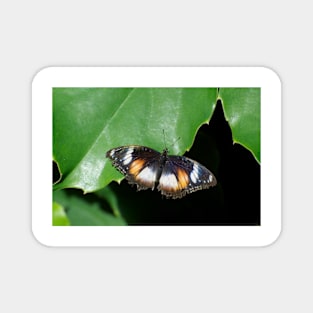 Common Egg Fly Butterfly Magnet