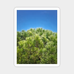 green pine and blue sky Magnet