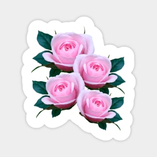 pink roses, rose, flower, blooms, garden Magnet