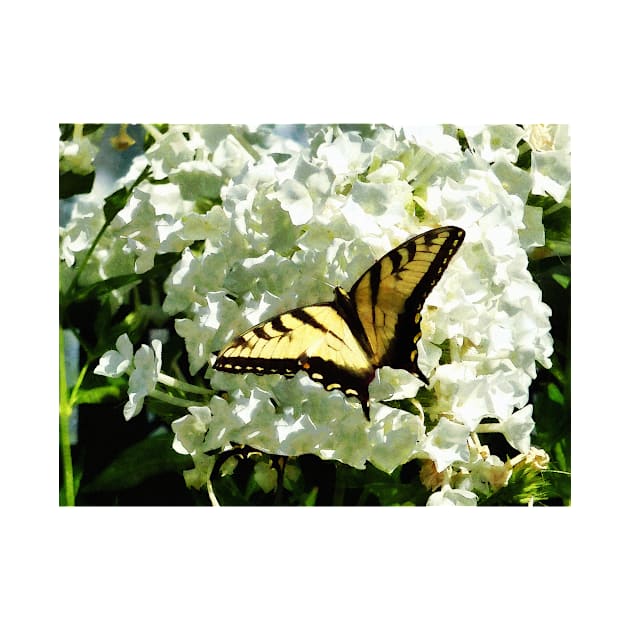 Butterflies - Swallowtail on White Hydrangea by SusanSavad