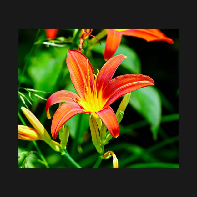 Lily Macro - Red/Orange Flower With Green Foliage Background by Harmony-Mind