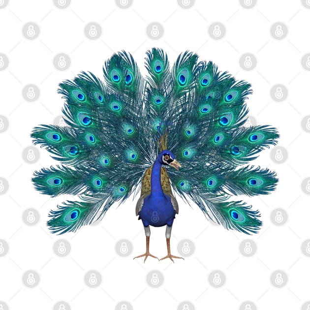 peacock by Design stars 5