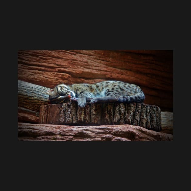 Black Footed Cat by Cynthia48