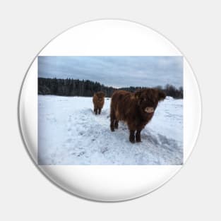 Scottish Highland Cattle Calves 1865 Pin