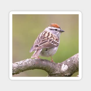 Chipping Sparrow on a big curled tree branch Magnet