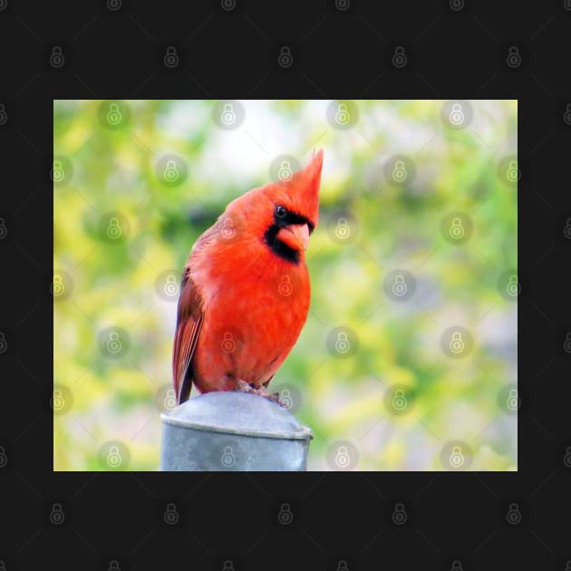 Musing - Male Cardinal by MaryLinH