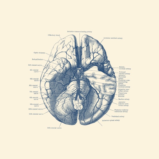 Human Brain Diagram - Anatomy by Vintage Anatomy Prints