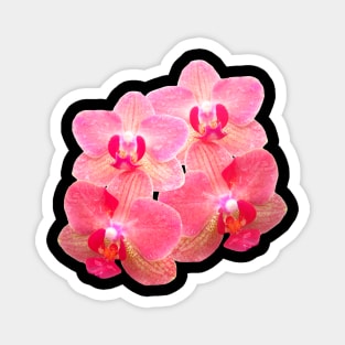 orchid floral orchids flower tendril Magnet