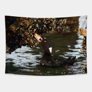 Surf Scoter Seaduck Feeding on Mussels at Low Tide Tapestry