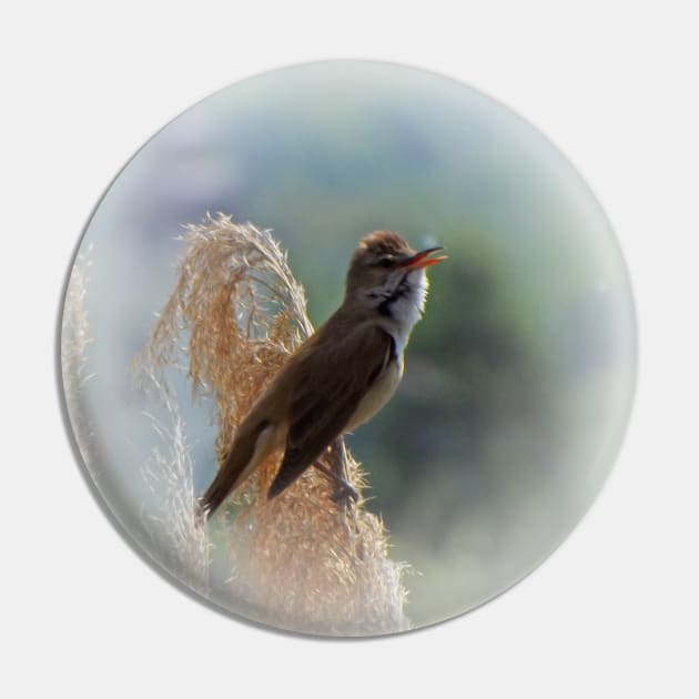 Great reed warbler Pin by Guardi